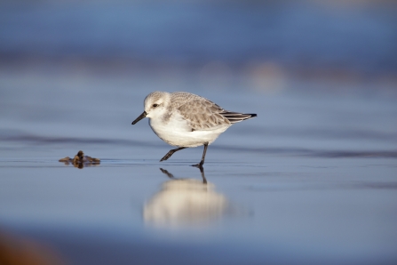 A sanderling paddling through the wet mud at the shoreline