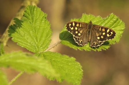 A speckled wood butterfly basking on a leaf in the sunshine