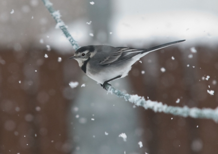 A pied wagtail perched on a tree branch in the snow