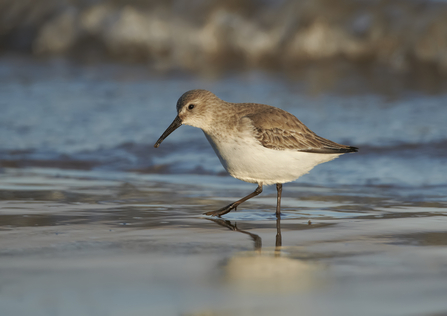 A dunlin walking through shallow water in an estuary