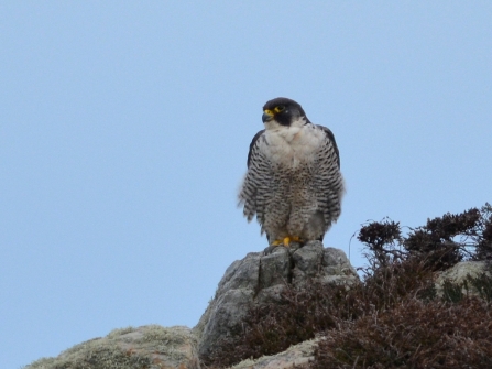 Peregrine Falcons 