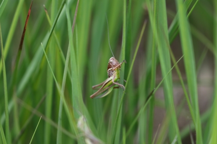 A bog bush cricket at Little Woolden Moss