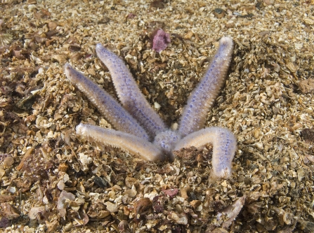 A common starfish digging for prey in the sands