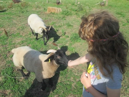 Molly and Sheep at Freshfield
