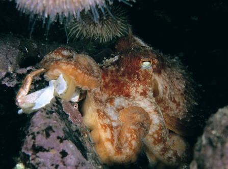An octopus hiding between rocks in the Irish Sea