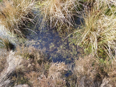 A pool lined with sphagnum moss at Red Moss