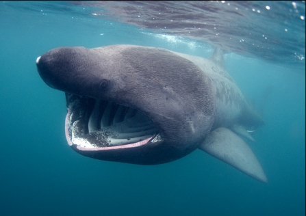 A basking shark swimming towards camera