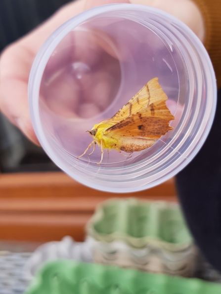 A canary-shouldered thorn moth sitting in a specimen pot