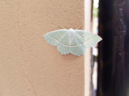 Moth Trapping For Beginners The Wildlife Trust Lancashire Manchester And North Merseyside - Moth Trap Diy Uk Moth Trapping For Beginners The Wildlife Trust Lancashire Manchester And North Merseyside - Moth Trap Diy Uk