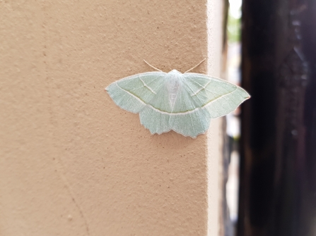 Moth trapping for beginners  The Wildlife Trust for Lancashire