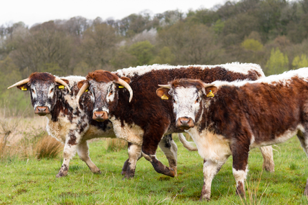 Longhorn cattle in a field at Brockholes looking into camera