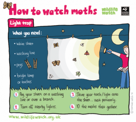 A guide to how to watch moths using a light trap