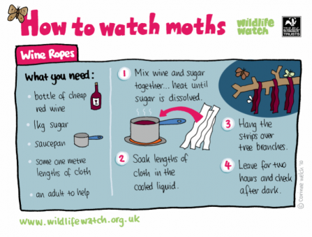 A guide to how to watch moths using a wine rope