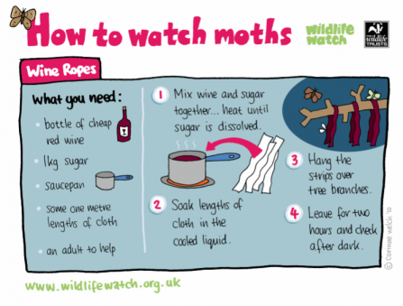 https://www.lancswt.org.uk/sites/default/files/styles/scaled_default/public/2018-08/moth-trap-wine-ropes-wildlife-watch.png?itok=p1Ey8x-K