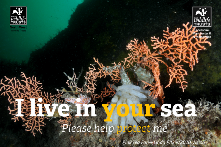 A pink sea fan at the bottom of the Irish Sea