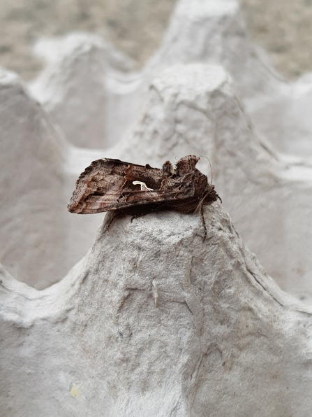 Moth Trapping at Home - All Things Wildlife.co.uk