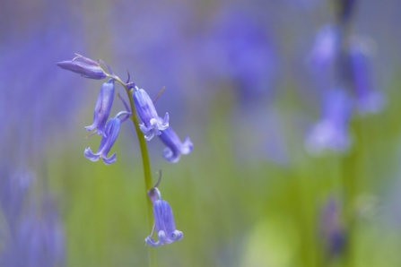 Sprigs of bluebells in a woodland