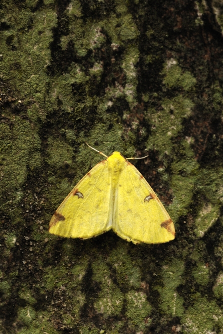 A brimstone moth sitting on the trunk of a tree