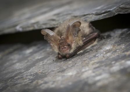 A brown long-eared bat resting on a roof tile