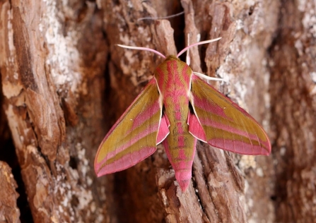 An elephant hawkmoth sitting on the trunk of the tree