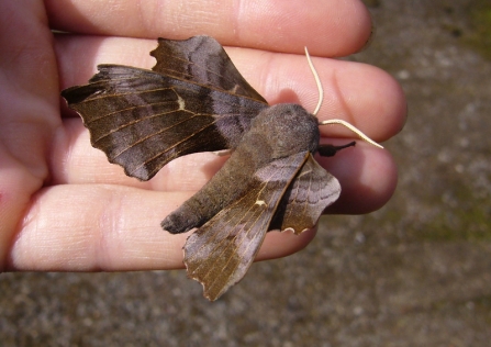 Person holding an elephant hawkmoth in their hand