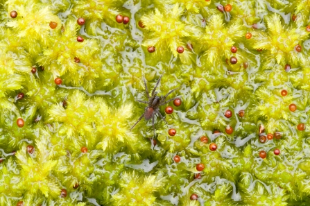 A spider walking across a patch of fruiting sphagnum moss