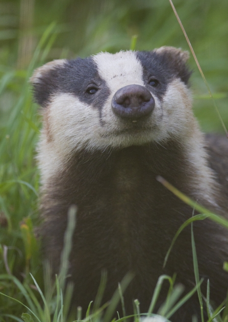 A badger standing in the grass and sniffing the air