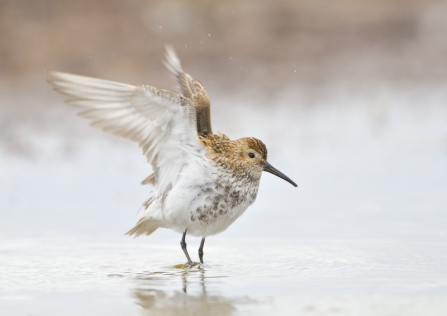 A dunlin standing in water on the edge of the beach and stretching its wings