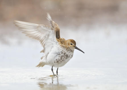A dunlin standing in water on the edge of the beach and stretching its wings