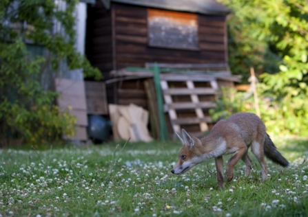 A young fox walking past a garden shed