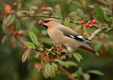 A waxwing sitting on a tree branch with a red berry in its mouth