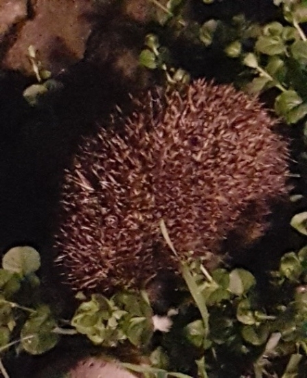 A hedgehog curling up into a ball in a garden