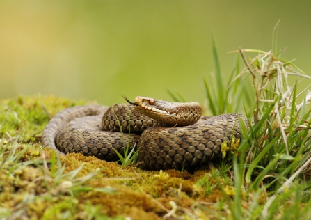 An adder basking on a mossy mound, tasting the air with its tongue