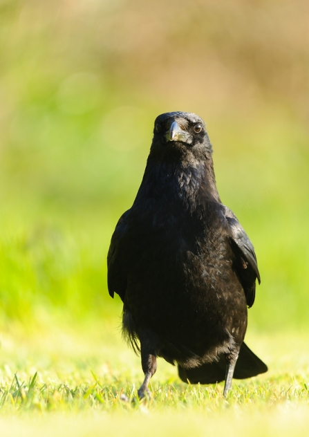 A carrion crow standing on grass in the sunshine