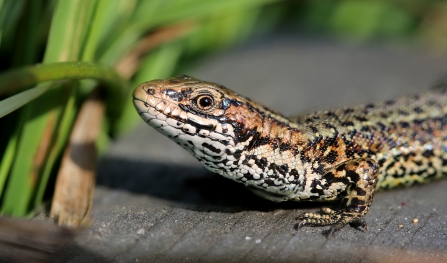 A common lizard displaying striking black-spotted markings