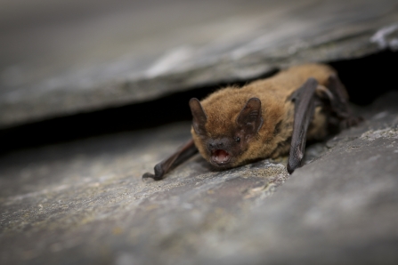 A common pipistrelle bat sitting on roof tiles with its mouth open