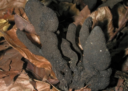 A clump of dead man's fingers fungi growing up through leaves on the forest floor