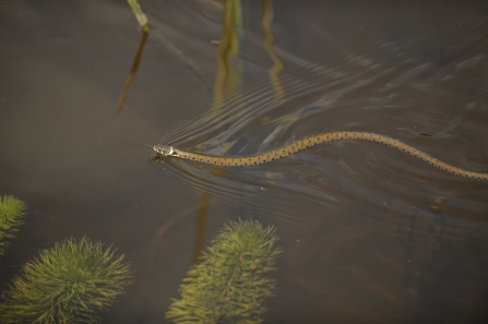 A grass snake swimming through water in a pond