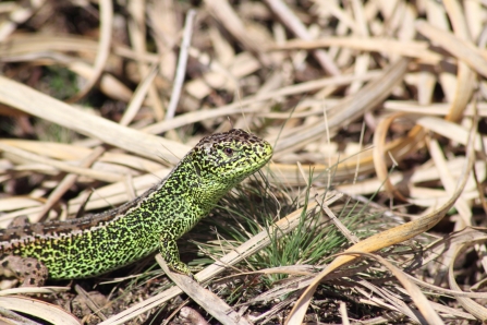 A male sand lizard displaying stunning green colours as it stands in vegetation