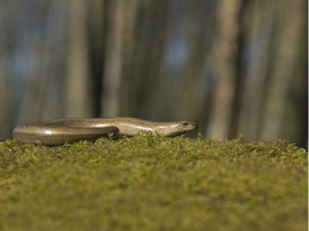 A slow-worm basking on a mossy hummock