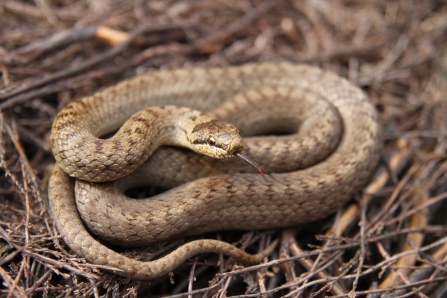 A smooth snake coiled up on a pile of twigs