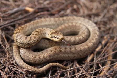 A smooth snake coiled up on a pile of twigs