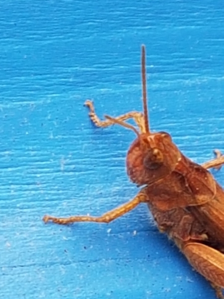 Close-up of a brown grasshopper sitting on a blue bench