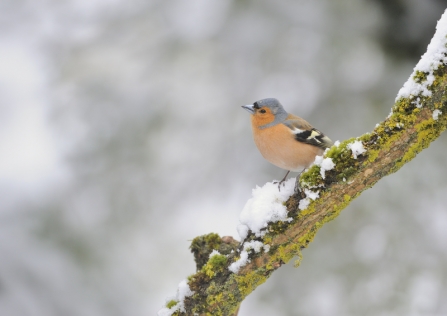 A chaffinch perched on a mossy tree branch covered in snow