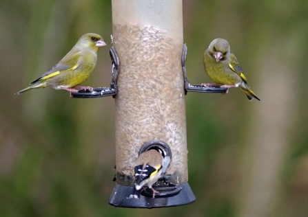 Two greenfinches and a goldfinch on a bird seed feeder