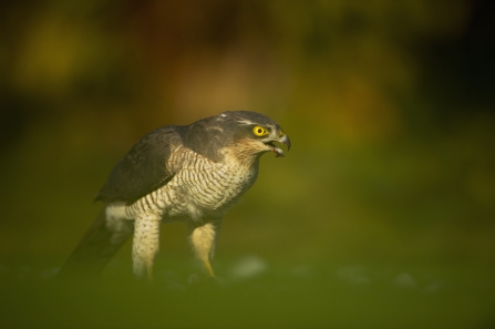 Harriers, hawks and falcons, oh my! How to identify birds of prey