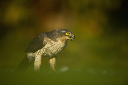 A sparrowhawk eating prey on the grass in an urban garden