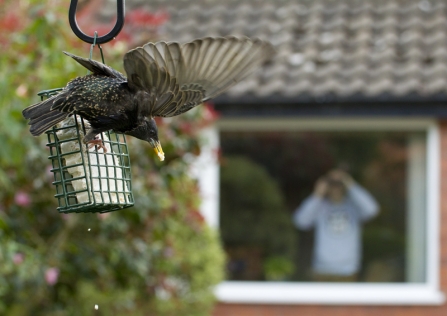 A starling flying away from a suet feeder while someone watches from their window