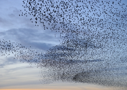 What is a starling murmuration and why do they form? | The Wildlife Trust  for Lancashire, Manchester and North Merseyside