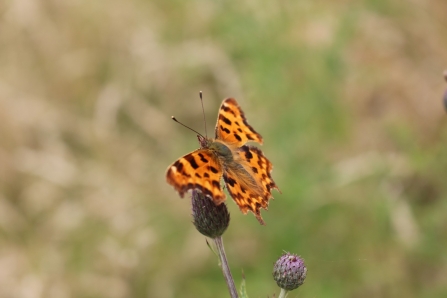 A comma butterfly perched on a plant at Lunt Meadows nature reserve